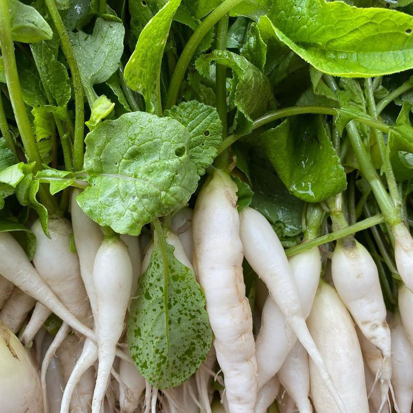White Icicle  Radish Seed - Caudill Seed Company