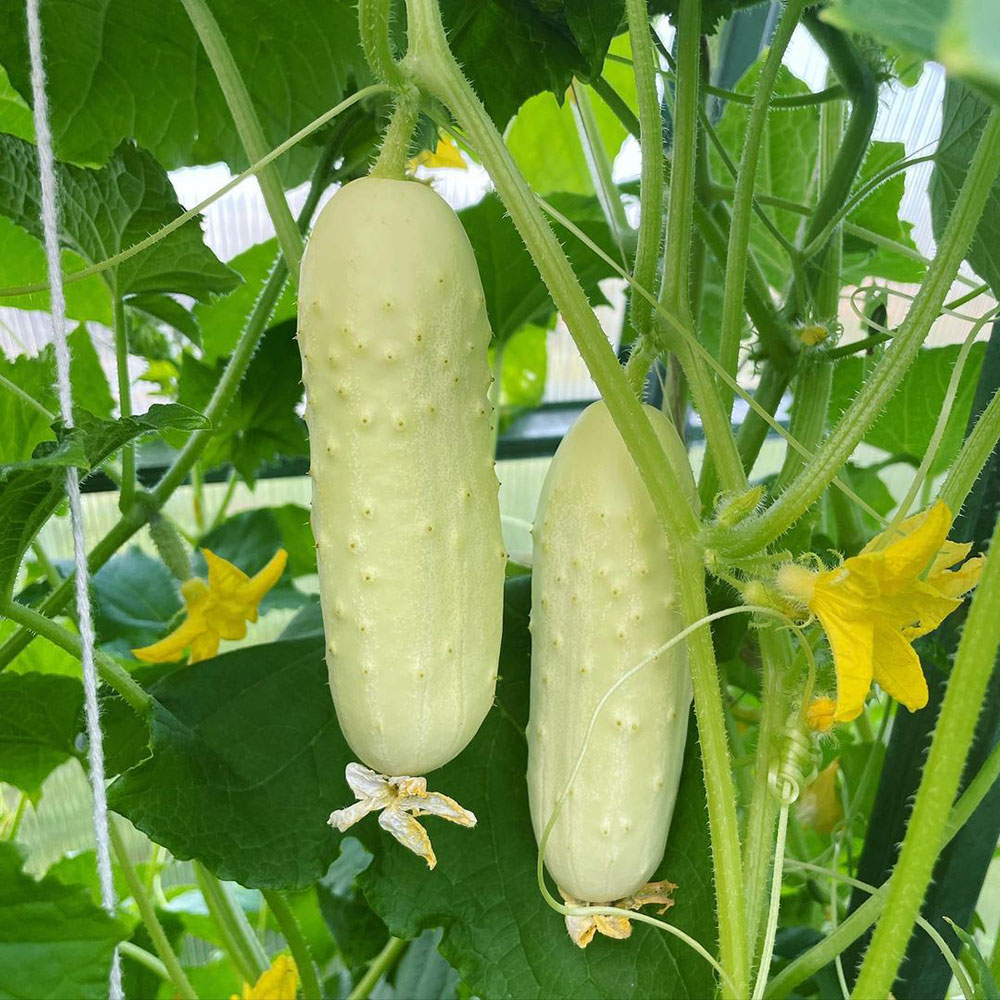 White Wonder Cucumber Seed - Caudill Seed Company