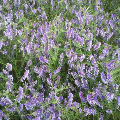 Coated Hairy Vetch Seed (50lb)  - Caudill Seed Company