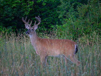 Wildlife Forage Mixes