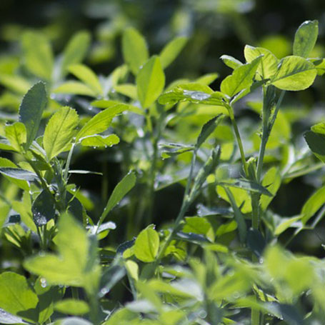 WL Alfalfa 356HQ RR Forage Seed