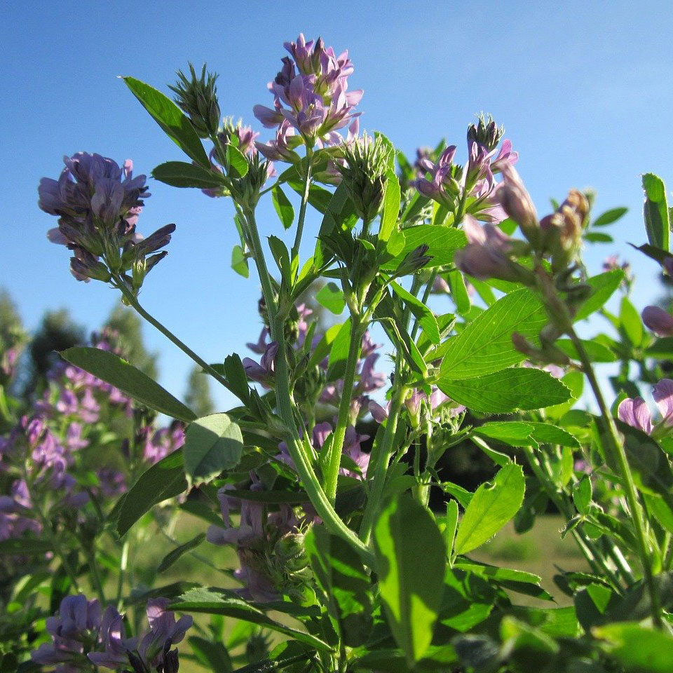 WL358LH Coated Alfalfa Seed - Caudill Seed Company