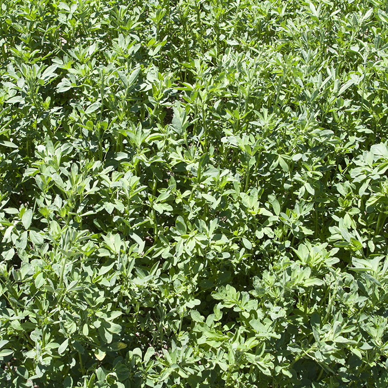 WL359lhrr Coated Alfalfa Seed - Caudill Seed Company