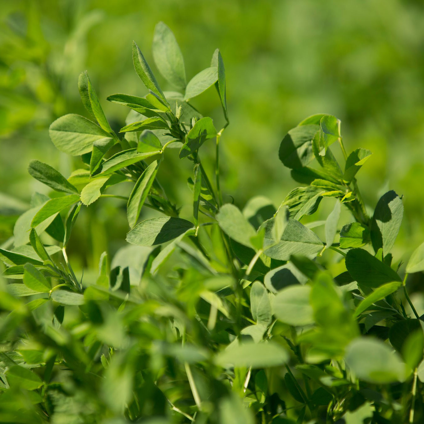 WL 365HQ Coated Alfalfa Seed - Caudill Seed Company