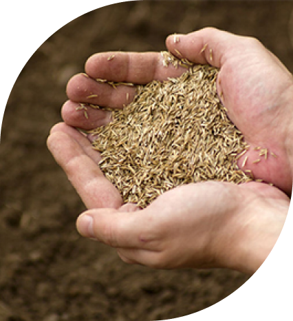 A handful of seed