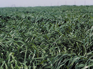 Forage Seed