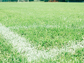 Turf Seed