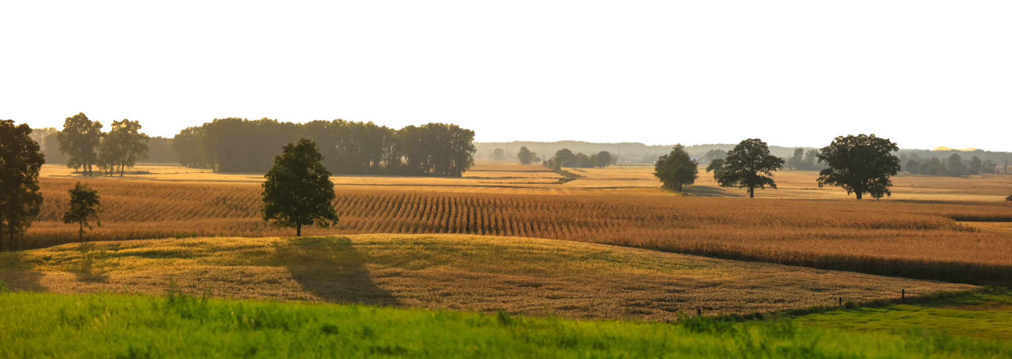 Farm field at sunrise
