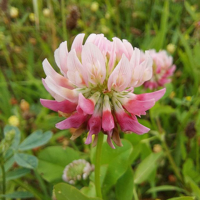 Coated Alsike Clover Seed Variety Not Stated, 50 Lb Bag