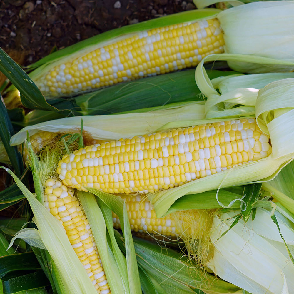 Ambrosia Sweet Corn Seed