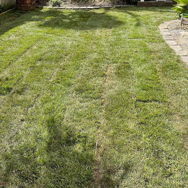 Arica Tall Fescue
