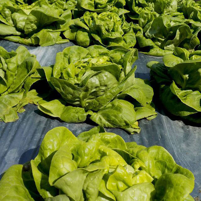 Bibb Lettuce Seed