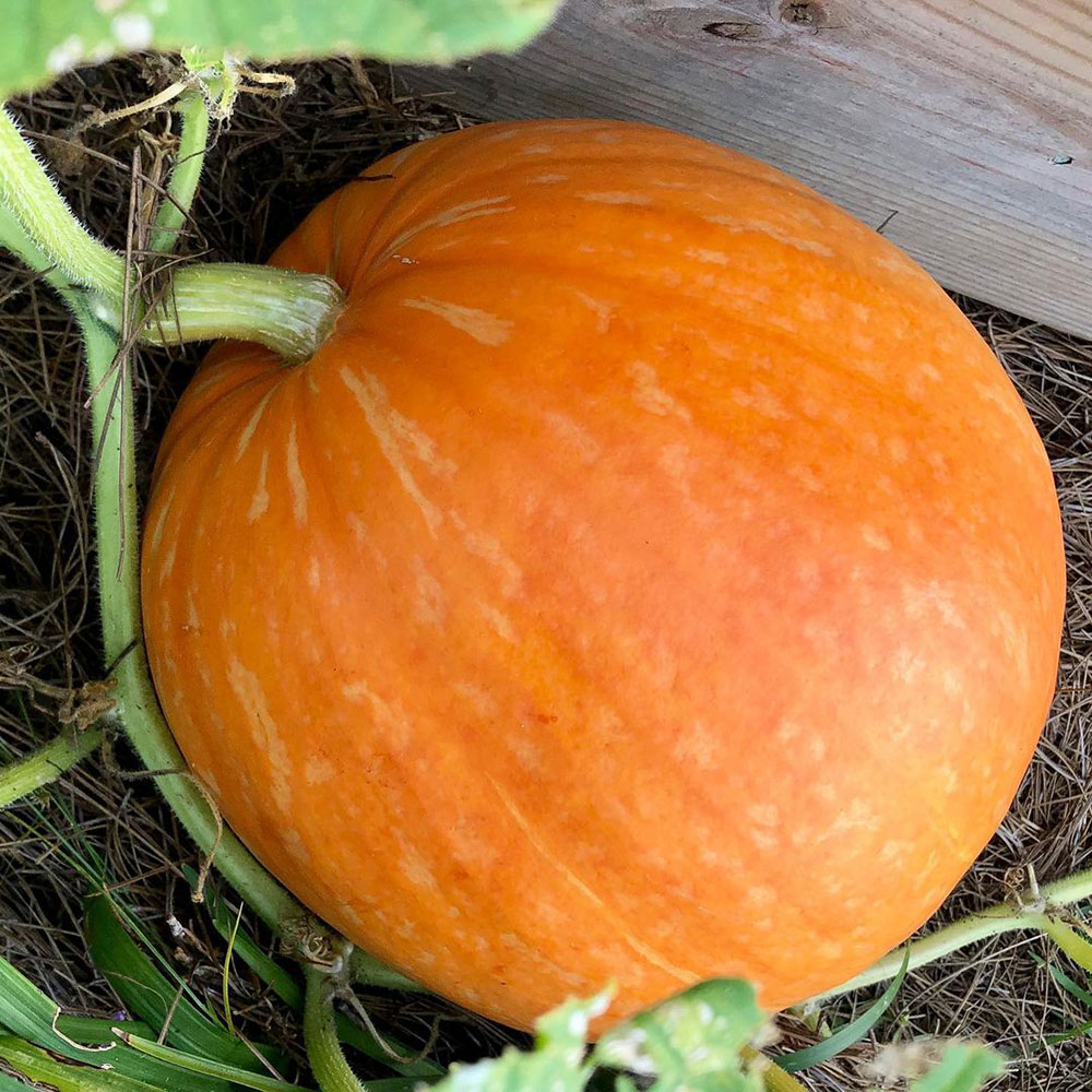 Big Max Pumpkin Seed