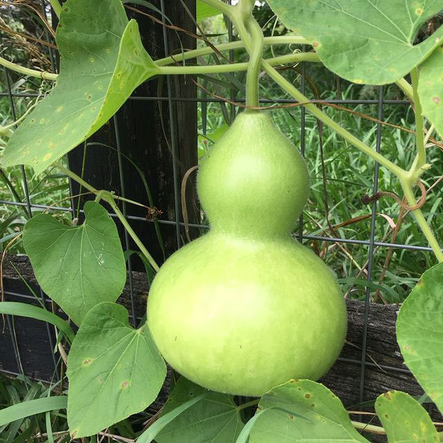 Birdhouse Gourd Seed