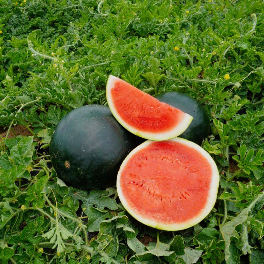 Black Diamond Watermelon Seed