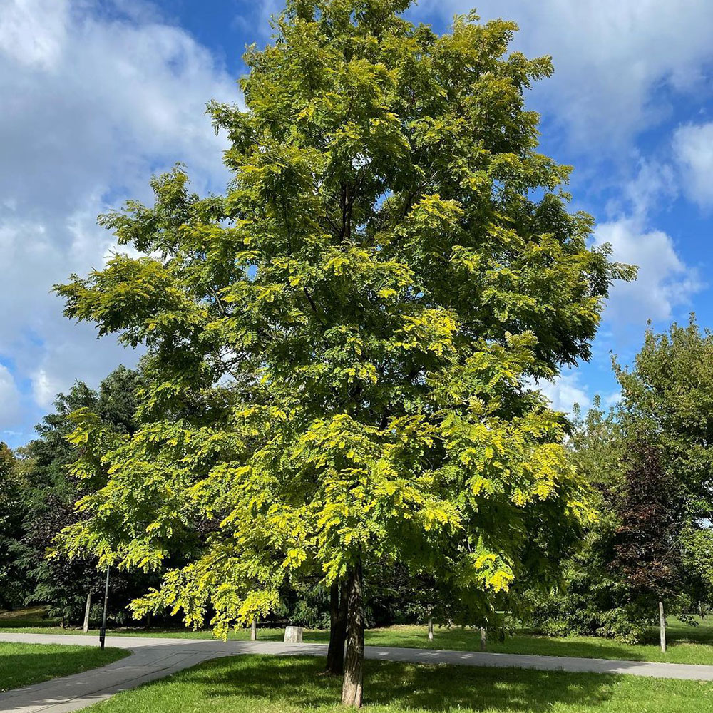 Black Locust Tree Seed, 50 Lb Bag