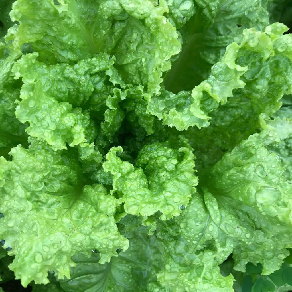Black Seeded Simpson Lettuce Seed