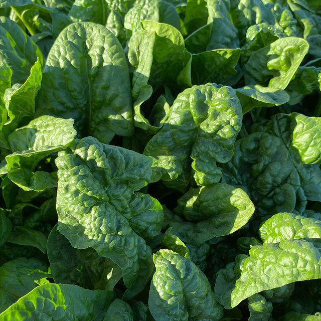 Bloomsdale Long Standing Spinach Seed