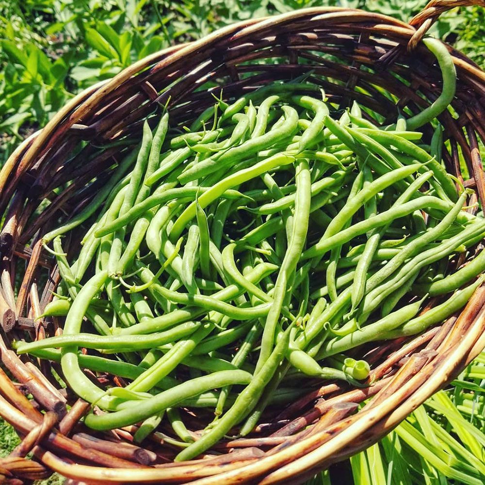Blue Lake 274 Bush Green Bean Seed