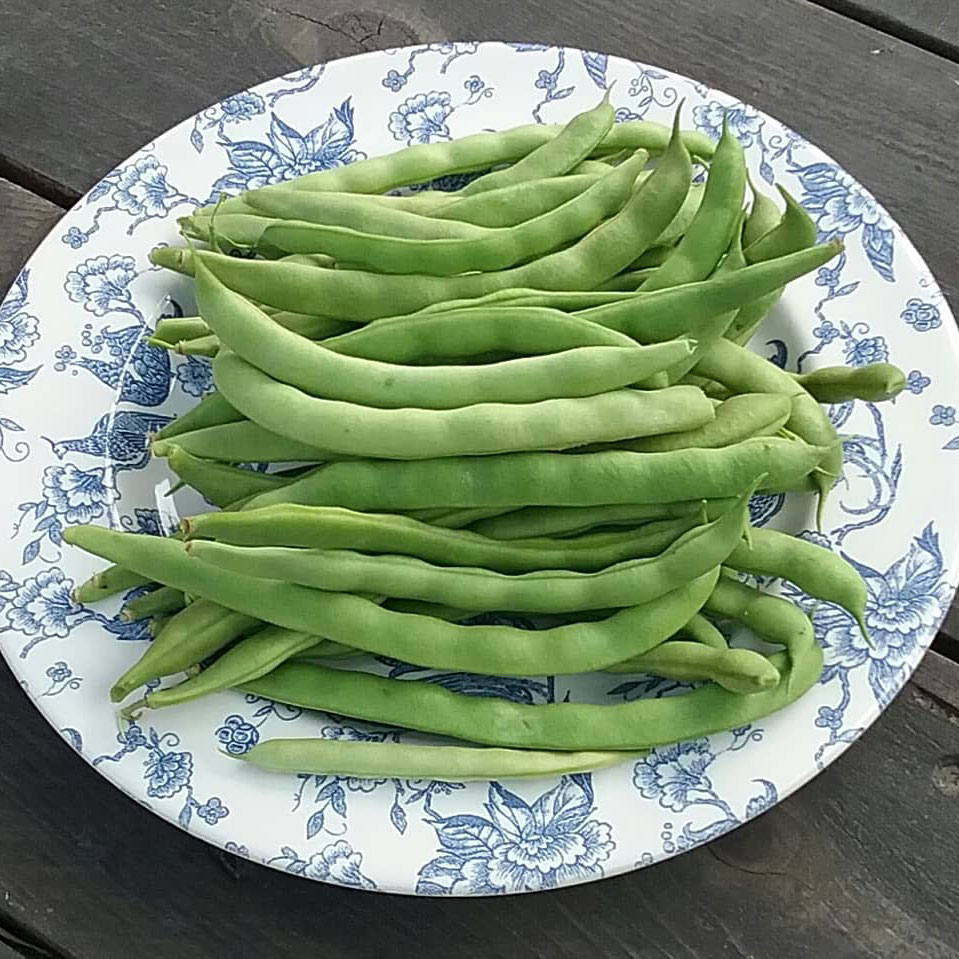 Blue Lake FM1K Pole Green Bean Seed