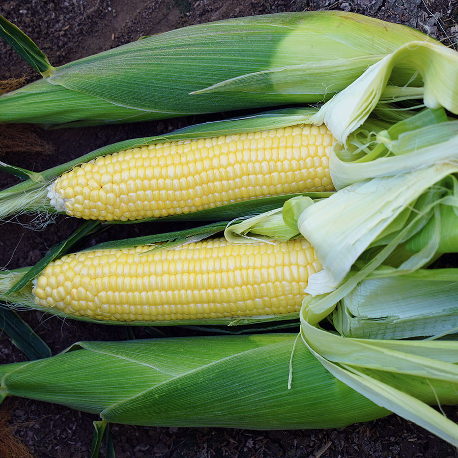 Bodacious Sweet Corn Seed