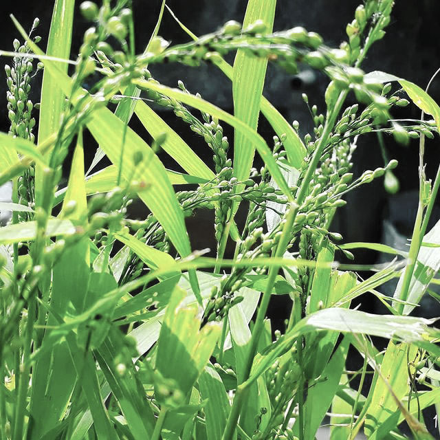 Brown Top Millet Seed, 50 Lb Bag