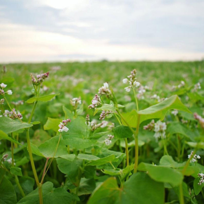 Buckwheat Seed, 50 Lb Bag