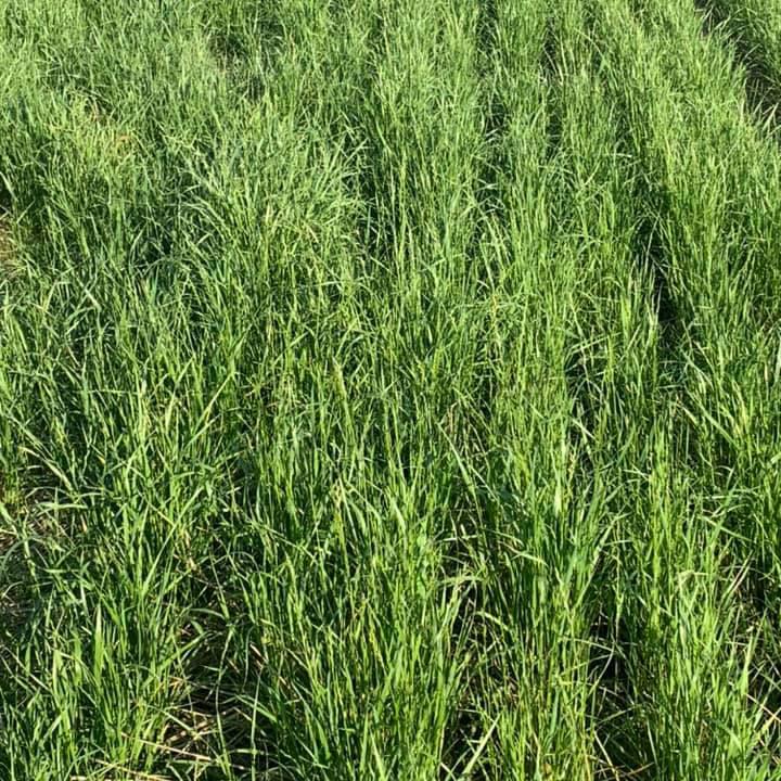 BULL TALL FESCUE SEED 50 LB