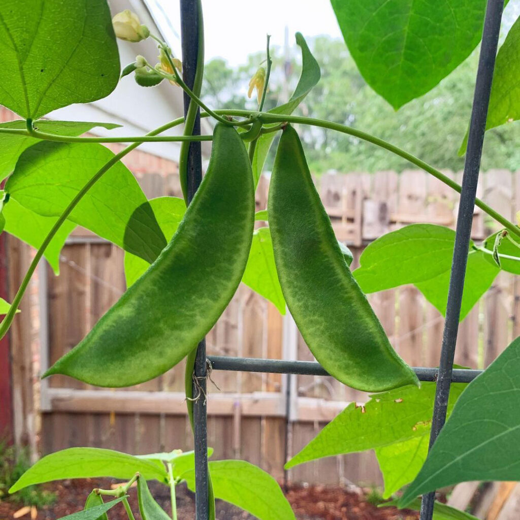Burpee Improved Bush Lima Bean Seed