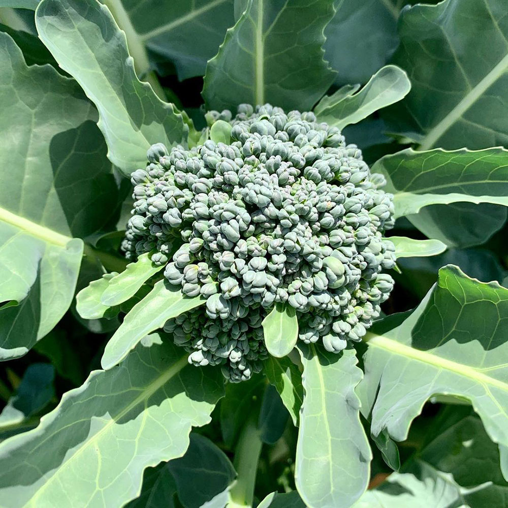 Calabrese Broccoli Seed