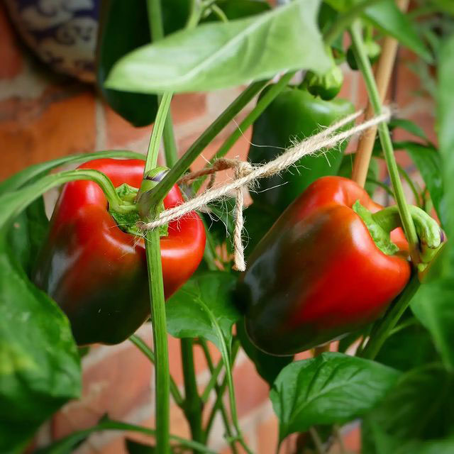 California Wonder Pepper Seed
