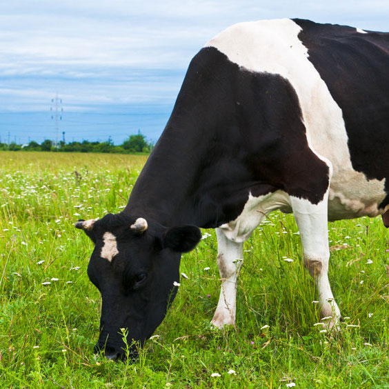Cattle Pasture Seed Mixture, 50 Lb Bag