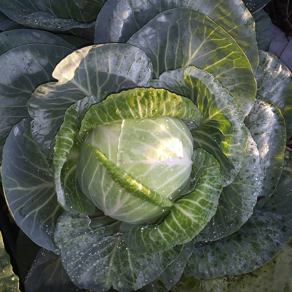 Copenhagen Market Cabbage Seed