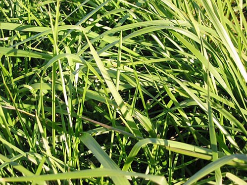 Cowgirl Forage Type Tall Fescue Certified 50 Lb Bag