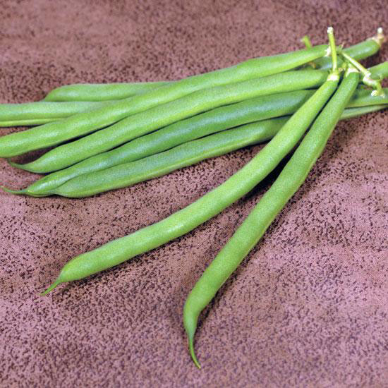 Coyote Treated Bush Green Bean Seed