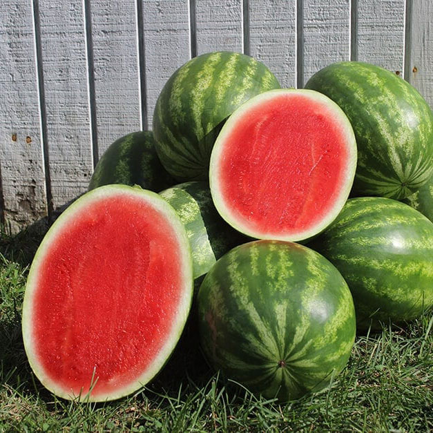 Crimson Sweet Watermelon Seed