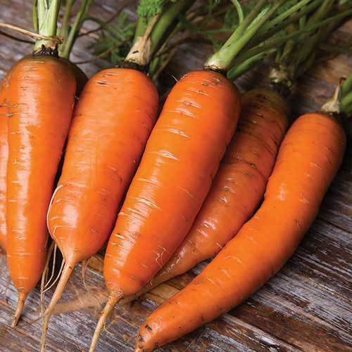 Danvers 126 Carrot Seed