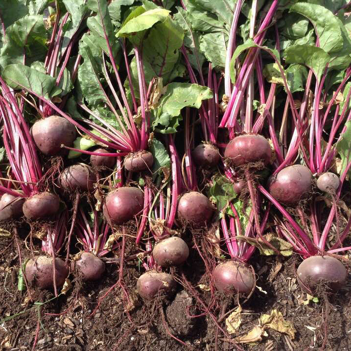 Detroit Dark Red Beet Seed