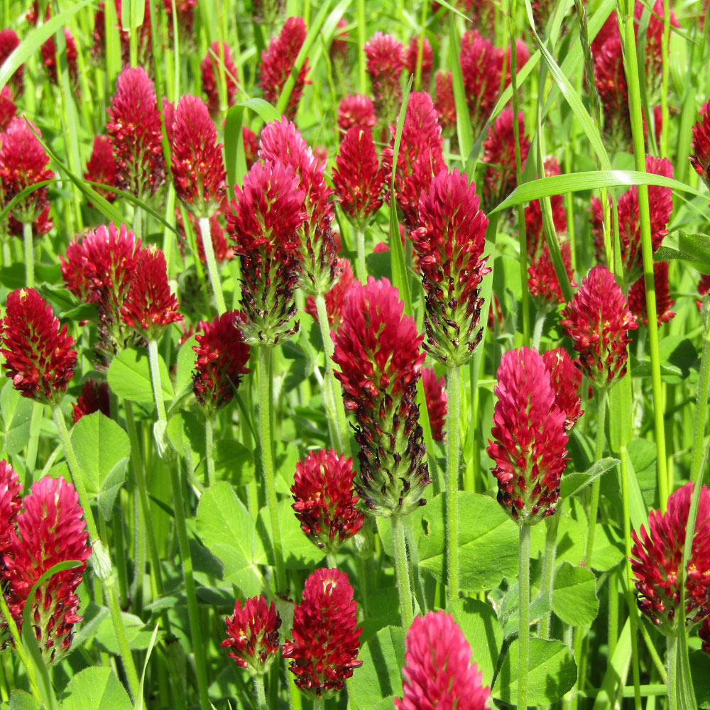 Crimson Clover Seed