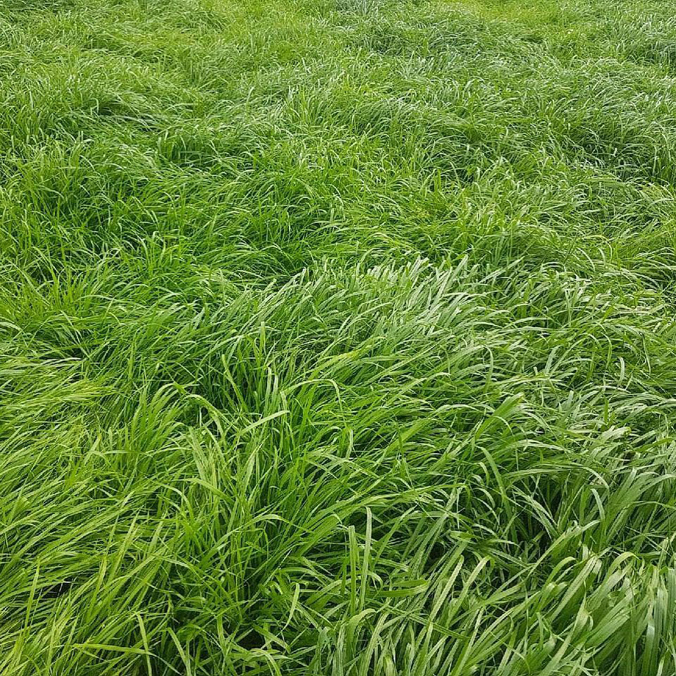 Gulf Annual Ryegrass Seed, 50 Lb Bag