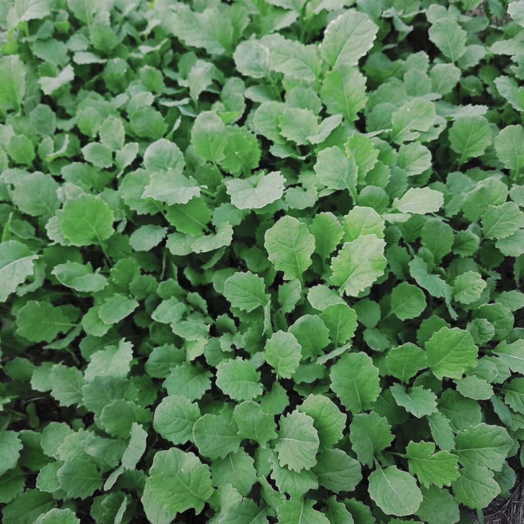 Dwarf Essex Rape Seed, 50 Lb Bag