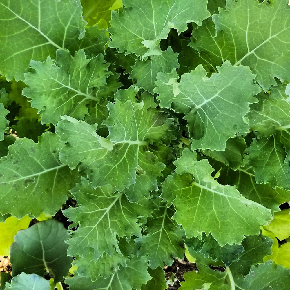 Dwarf Siberian Improved Kale Seed