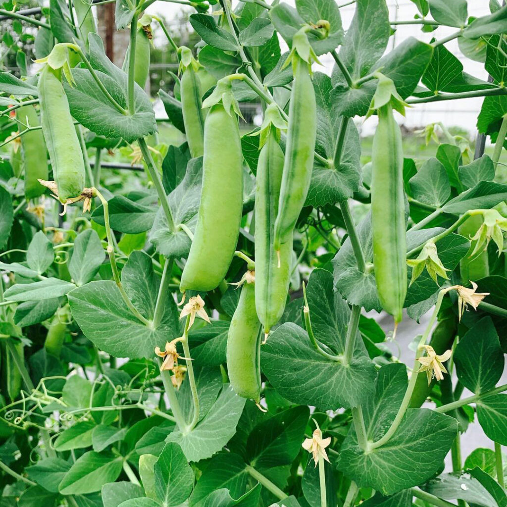 Early Alaska Pea Seed
