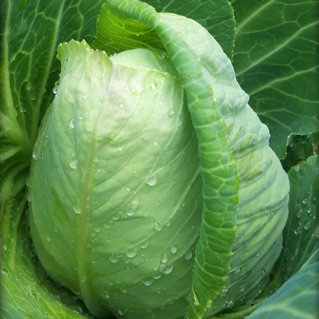 Early Jersey Wakefield Cabbage Seed