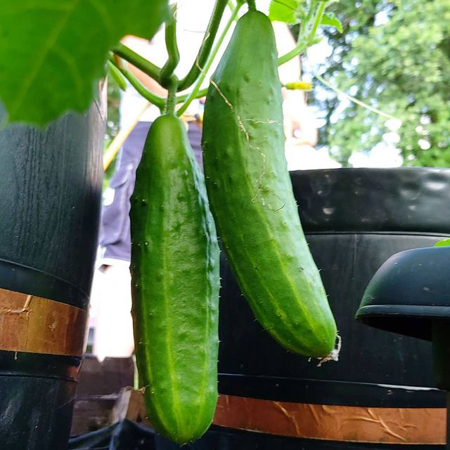 Early Spring Burpless Hybrid Cucumber