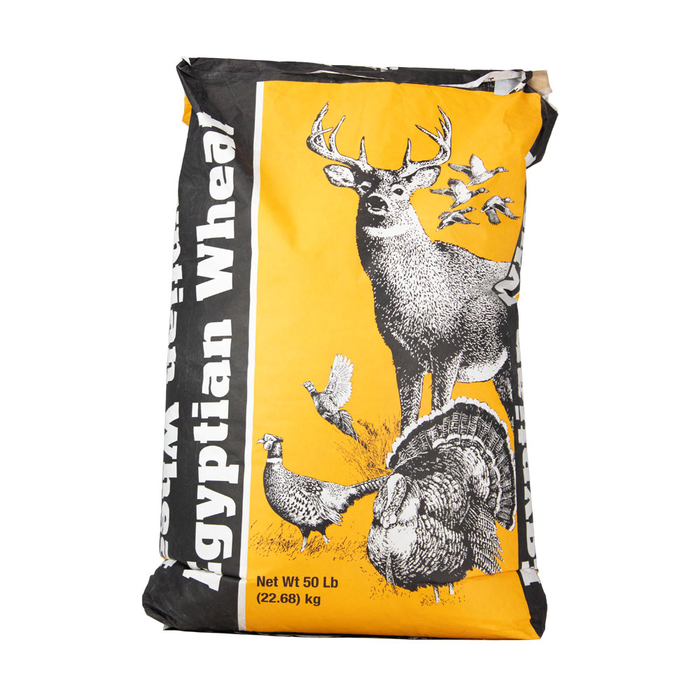 EGYPTIAN WHEAT SORGHUM SEED 50 LB