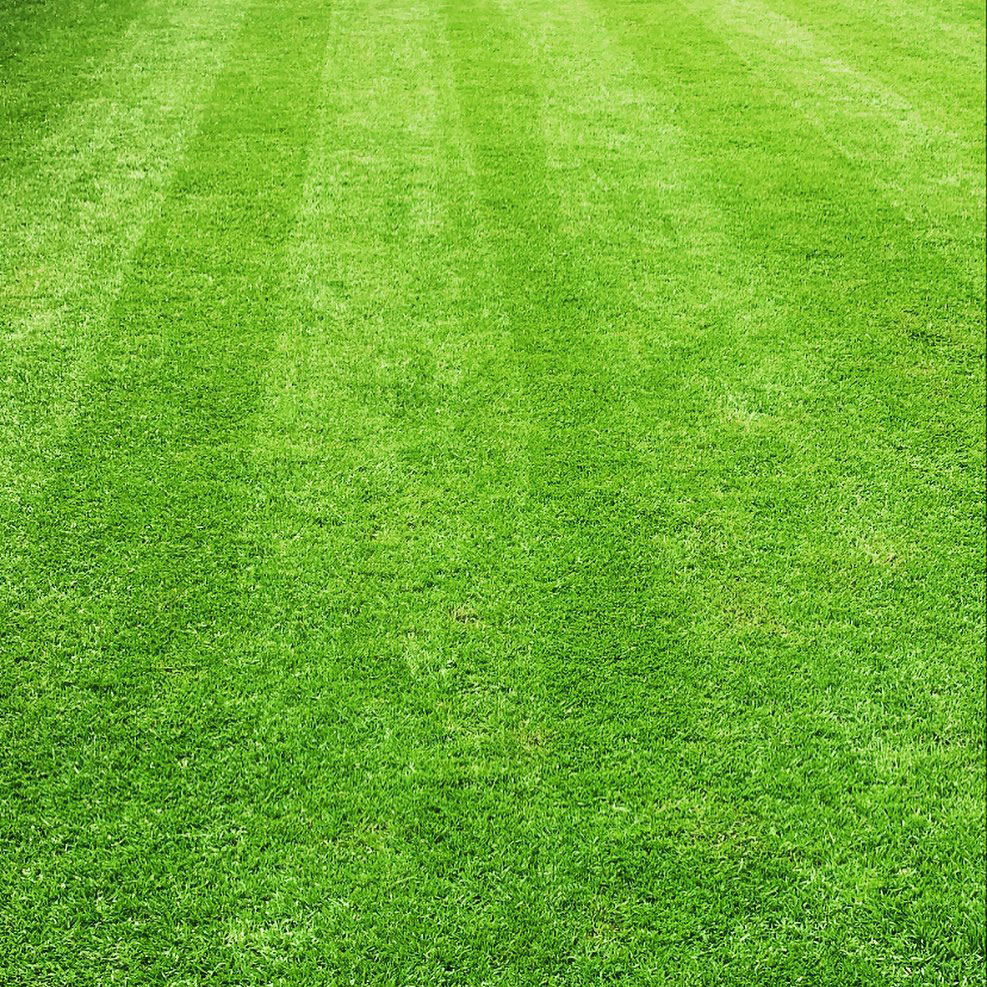 Fairplay Elite Turf Type Blend Perennial Ryegrass Seed, 50 Lb Bag