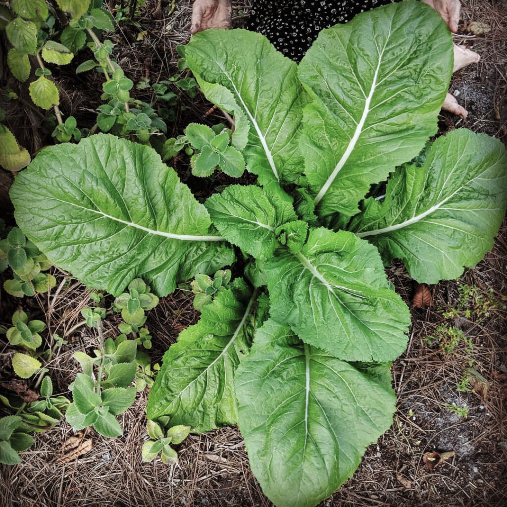 Florida Broadleaf Mustard Seed