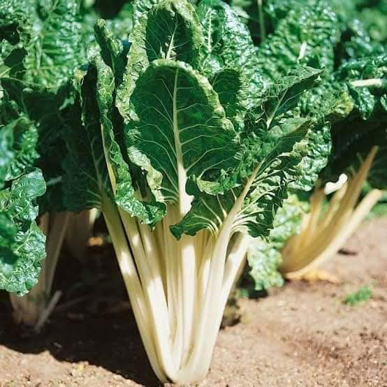 Fordhook Giant Swiss Chard Seed