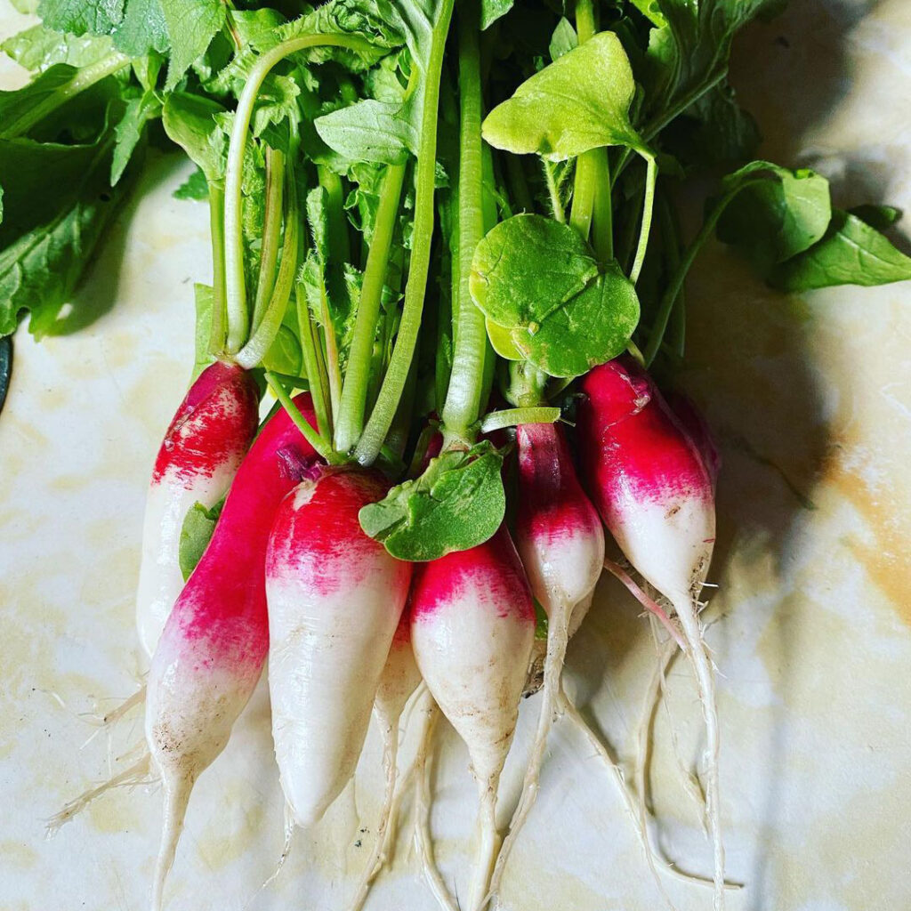 French Breakfast Radish Seed